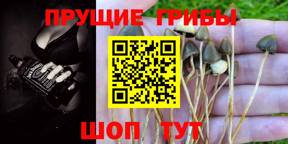 Пятигорск  наркота  Вход с VPN  Псилоцибиновые грибы мухоморы 